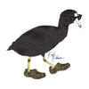A drawing of a black bird with yellow feet featuring the Cool Coot Sticker from Fowl Follower.